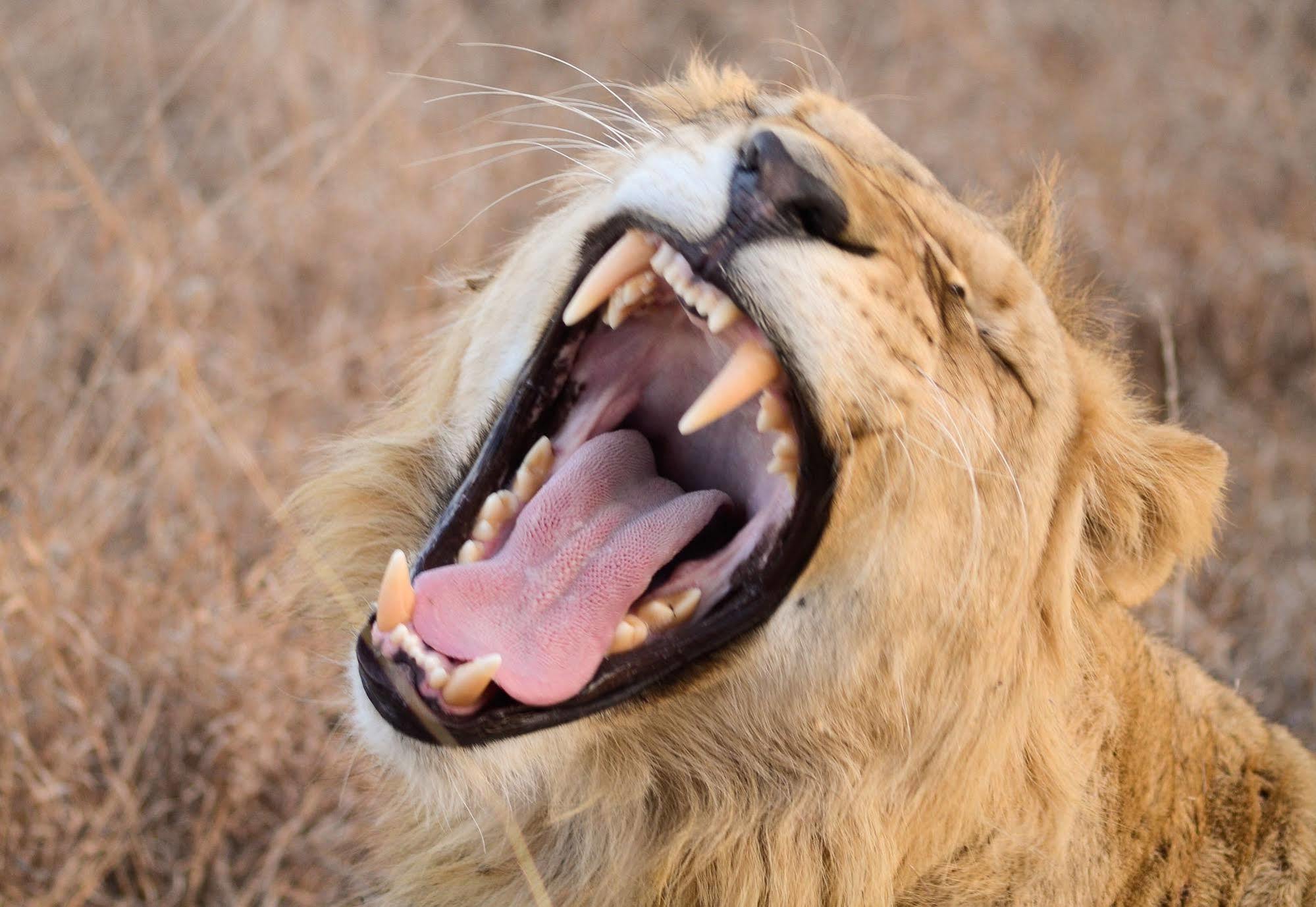 Bona Bona Game Lodge Wolmaranstad Dış mekan fotoğraf