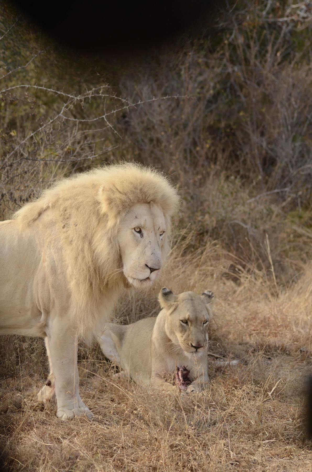 Bona Bona Game Lodge Wolmaranstad Dış mekan fotoğraf