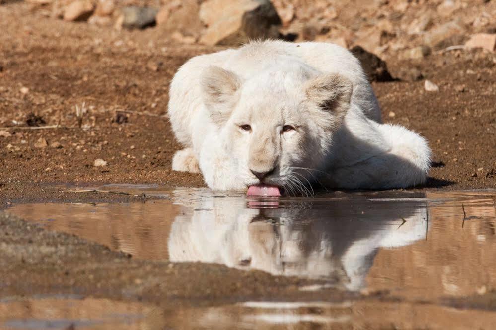 Bona Bona Game Lodge Wolmaranstad Dış mekan fotoğraf